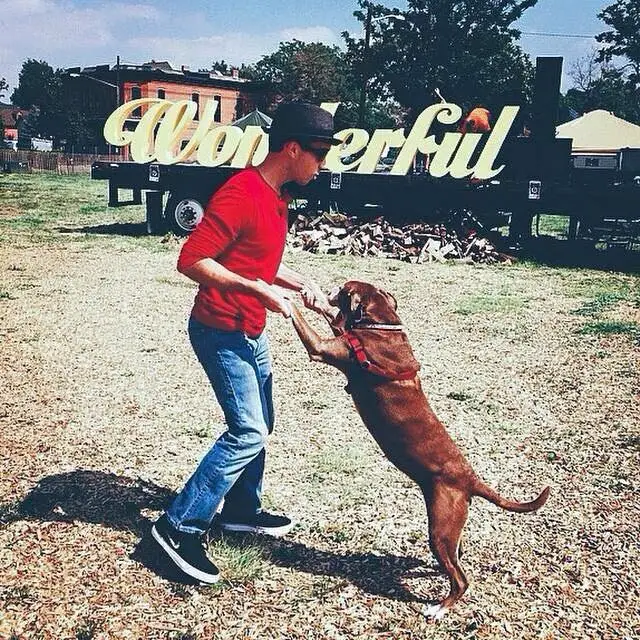 A dog up on its hind legs greeting someone beside the Wonderful sign