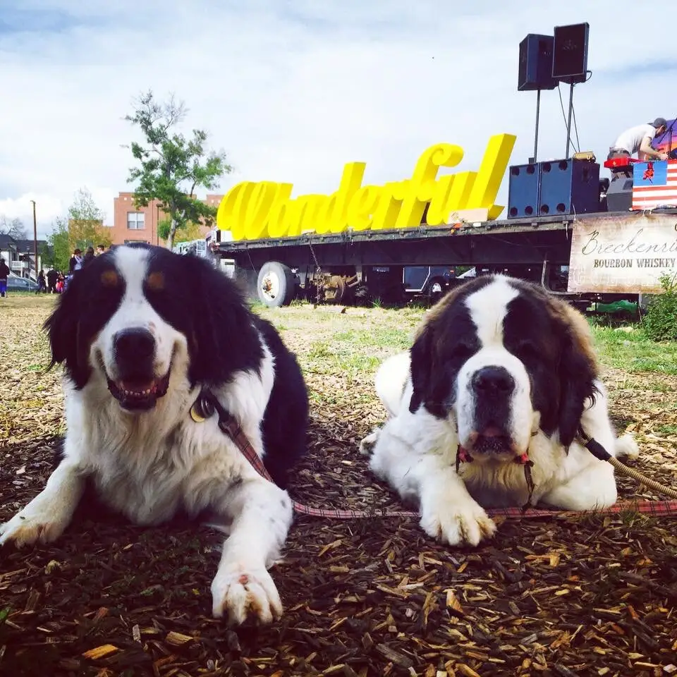 Two dogs lying in the dirt under the Wonderful sign