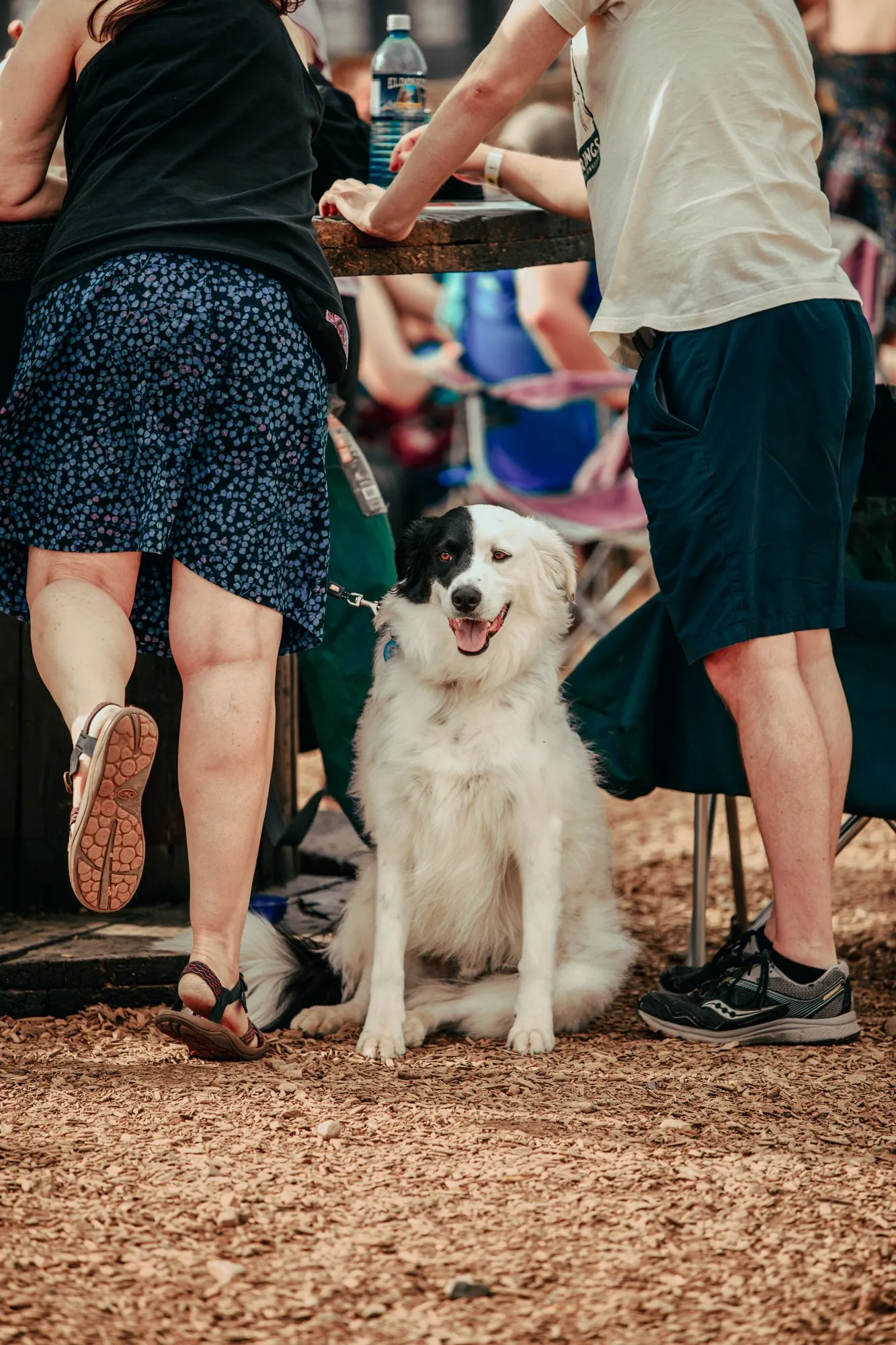 A small terrier on a leash looking straight at the camera, festival crowd behind