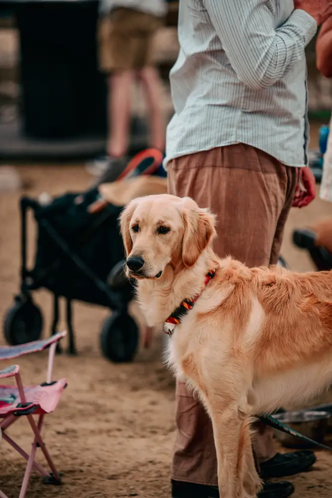 A golden retriever with its owner on the lot.